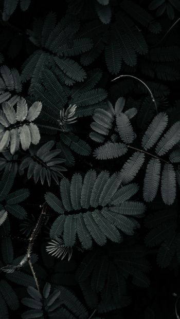 plant, leaves Wallpaper 640x1136