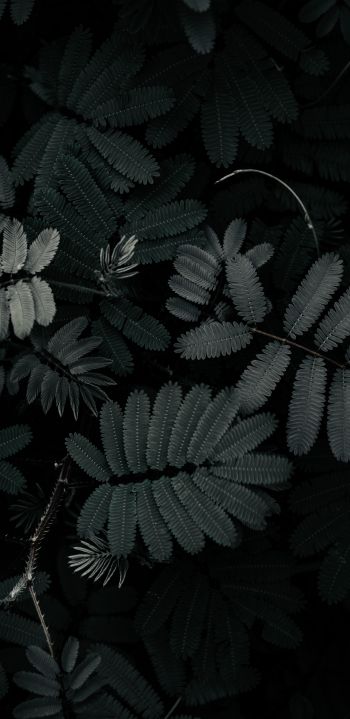 plant, leaves Wallpaper 1080x2220