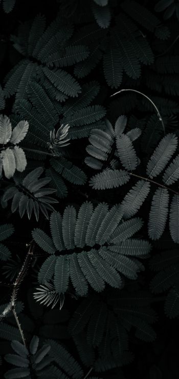 plant, leaves Wallpaper 1080x2280