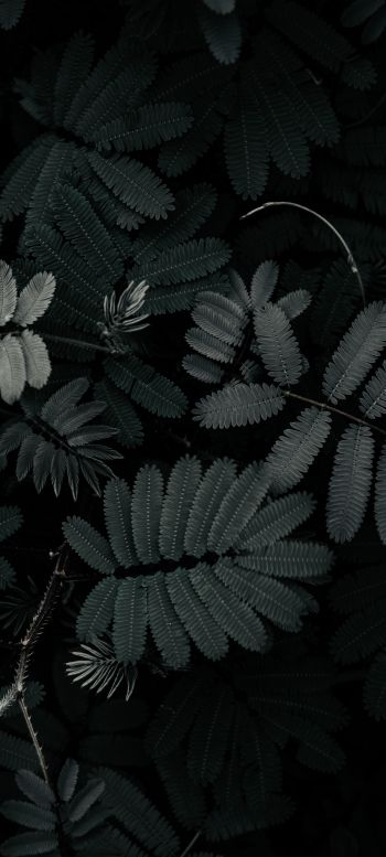 plant, leaves Wallpaper 720x1600