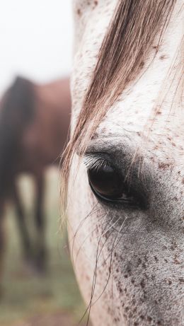 look, horse, herd Wallpaper 640x1136