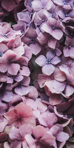 petals, lilac, bloom Wallpaper 720x1440