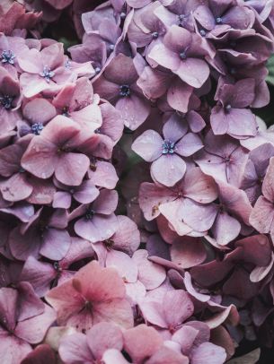 petals, lilac, bloom Wallpaper 2048x2732