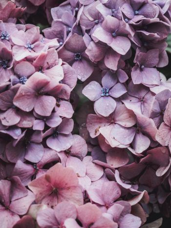 petals, lilac, bloom Wallpaper 1668x2224