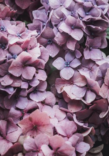 petals, lilac, bloom Wallpaper 1668x2388