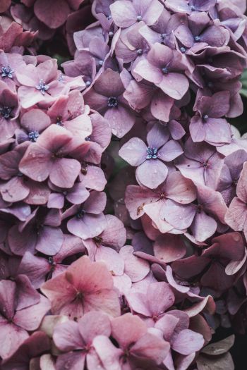 petals, lilac, bloom Wallpaper 640x960