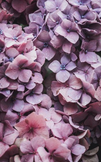 petals, lilac, bloom Wallpaper 1752x2800