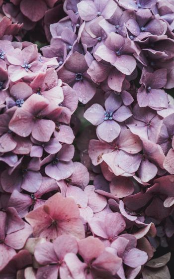 petals, lilac, bloom Wallpaper 1200x1920