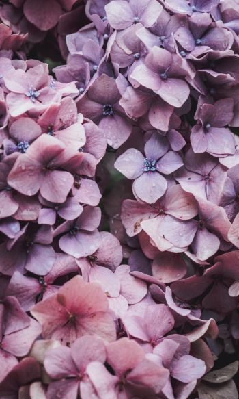 petals, lilac, bloom Wallpaper 1200x2000
