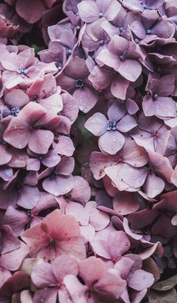 petals, lilac, bloom Wallpaper 600x1024