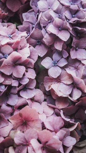 petals, lilac, bloom Wallpaper 640x1136