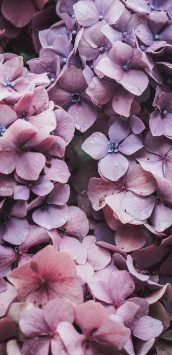 petals, lilac, bloom Wallpaper 1080x2220