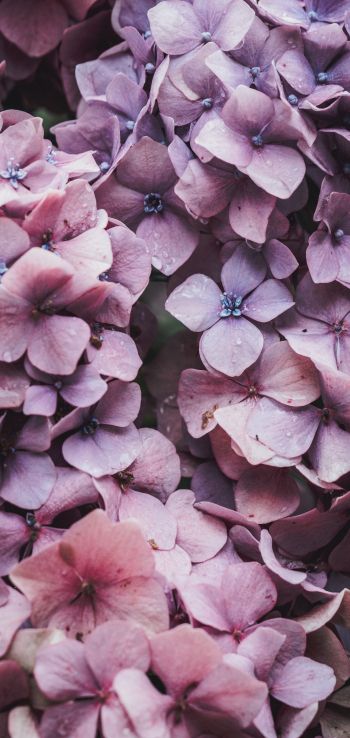 petals, lilac, bloom Wallpaper 1440x3040
