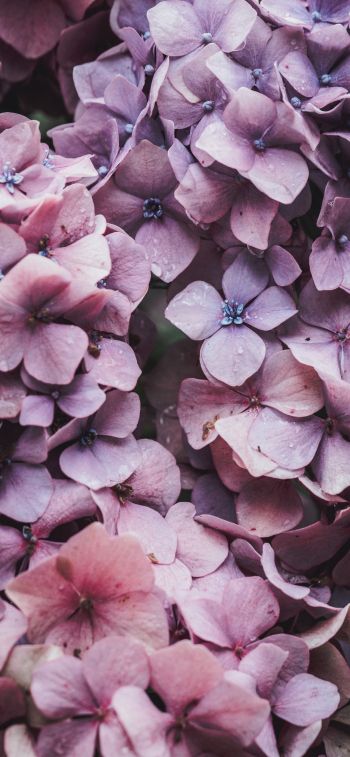 petals, lilac, bloom Wallpaper 828x1792