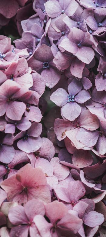 petals, lilac, bloom Wallpaper 720x1600