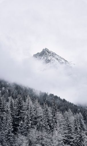 forest, mountains, clouds Wallpaper 1200x2000