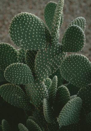 cactus, green, thorns Wallpaper 1668x2388