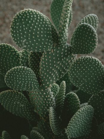 cactus, green, thorns Wallpaper 1668x2224