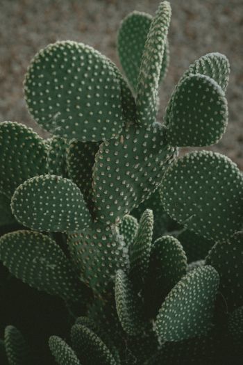 cactus, green, thorns Wallpaper 640x960