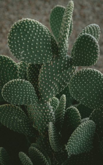 cactus, green, thorns Wallpaper 1752x2800