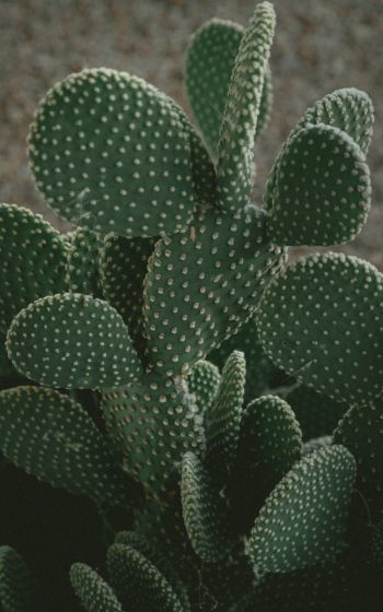 cactus, green, thorns Wallpaper 1600x2560