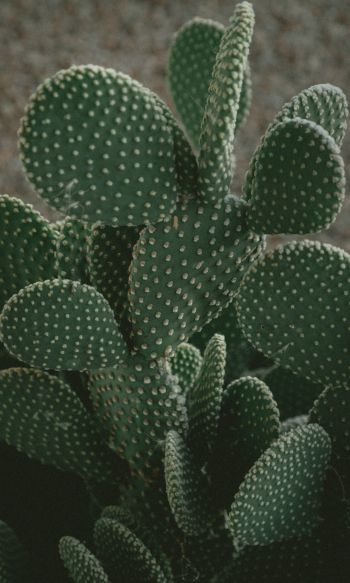 cactus, green, thorns Wallpaper 1200x2000