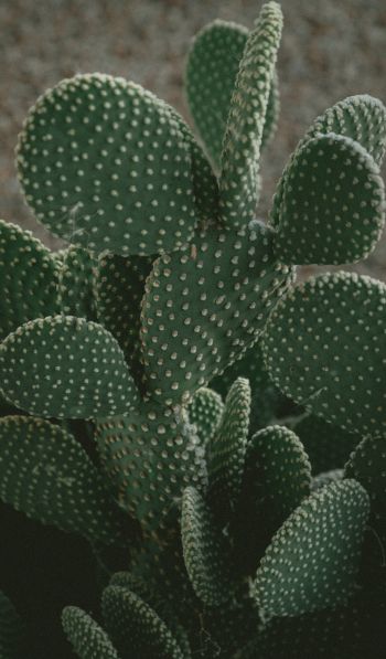 cactus, green, thorns Wallpaper 600x1024