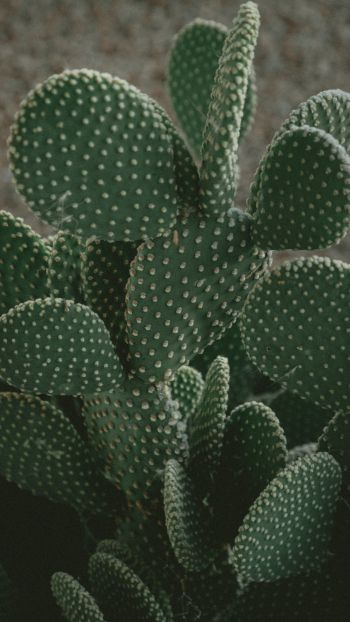 cactus, green, thorns Wallpaper 750x1334
