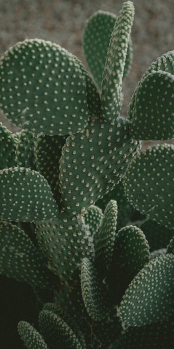 cactus, green, thorns Wallpaper 720x1440