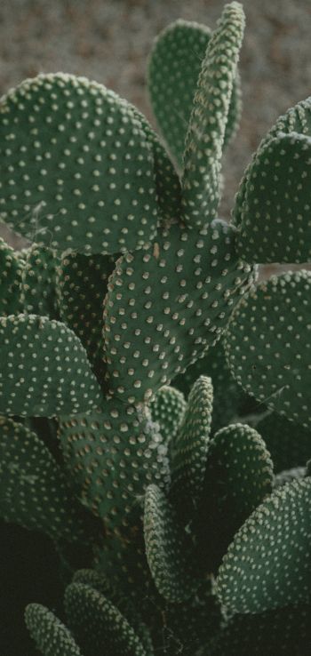 cactus, green, thorns Wallpaper 1080x2280