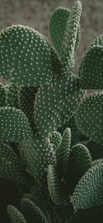 cactus, green, thorns Wallpaper 1125x2436