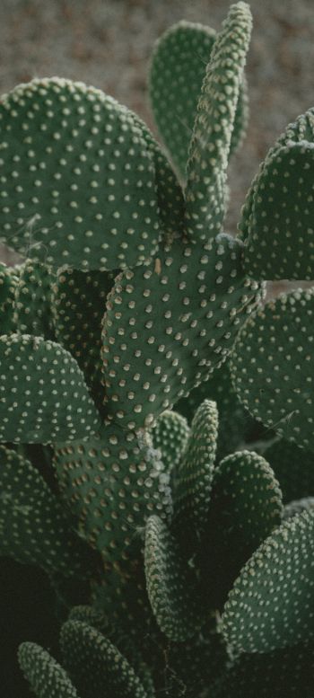 cactus, green, thorns Wallpaper 1440x3200