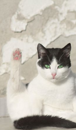 cat, green eyes Wallpaper 600x1024