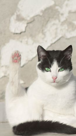 cat, green eyes Wallpaper 640x1136