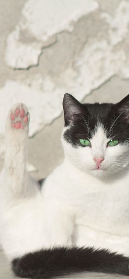 Обои 828x1792 кот, зеленый глаза