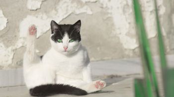 Обои 2048x1152 кот, зеленый глаза