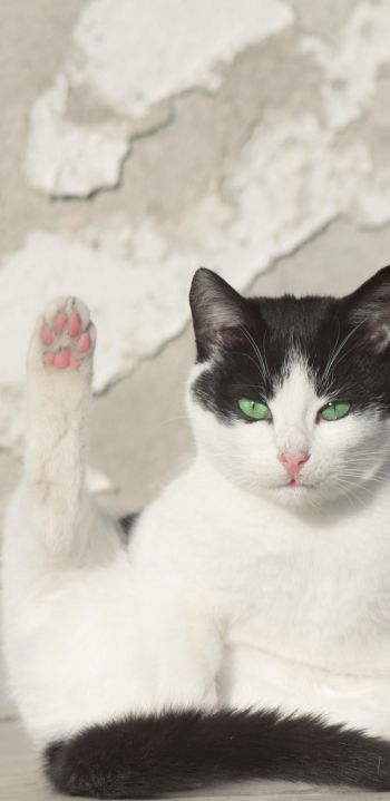 Обои 1440x2960 кот, зеленый глаза