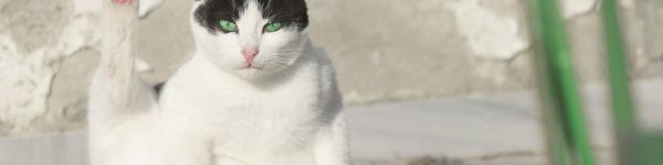 cat, green eyes Wallpaper 1590x400