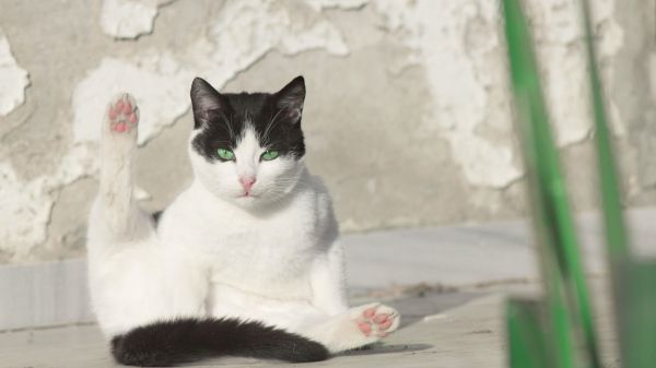 Обои 1366x768 кот, зеленый глаза
