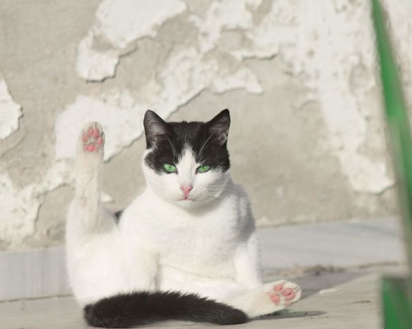 cat, green eyes Wallpaper 1280x1024