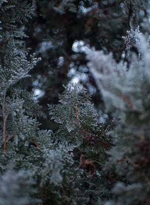 ice, coniferous plant Wallpaper 3688x5050