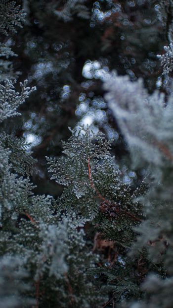ice, coniferous plant Wallpaper 640x1136