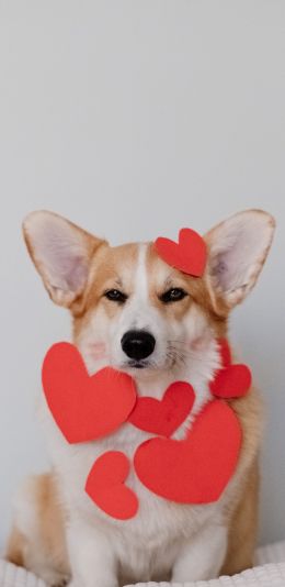 corgi, valentine, dog Wallpaper 1080x2220