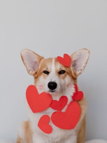 corgi, valentine, dog Wallpaper 2048x2732