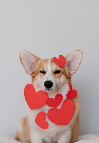corgi, valentine, dog Wallpaper 1640x2360