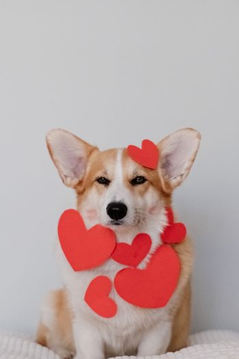 corgi, valentine, dog Wallpaper 640x960