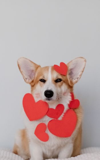 corgi, valentine, dog Wallpaper 1752x2800