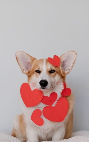 corgi, valentine, dog Wallpaper 1600x2560