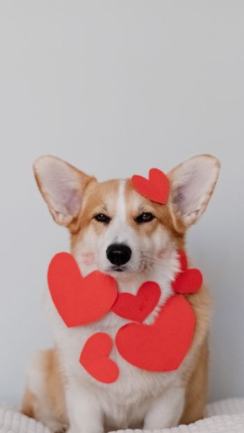 corgi, valentine, dog Wallpaper 640x1136