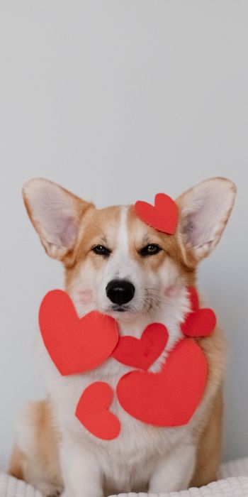 corgi, valentine, dog Wallpaper 720x1440
